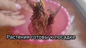 Джункус спиралевидный.посалка в керамзит