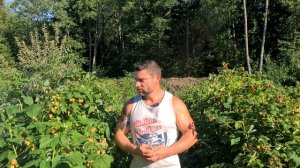 Малина ЖЁЛТЫЙ ГИГАНТ! Золото в ВАШЕМ саду! Обзор сорта