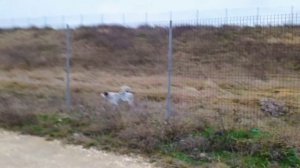 The dog 🐶 runs along the fence / Собачка 🐕 бежит вдоль забора + #dog #
