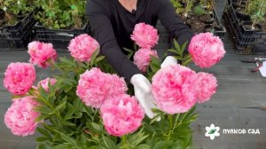 Pink Cotton Candy peony. Пинк Коттон Кэнди пион. Пулков сад (2025 г.)