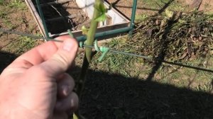 КАК ПОДВЯЗЫВАТЬ ЕЖЕВИКУ на шпалере. Сколько побегов о?