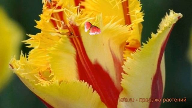 Тюльпан бахромчатая Пати Клоун (tulipa Pati-kloun) 🌿 обзор: ка