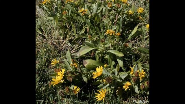 ГРИНДЕЛИЯ  (GRINDELIA)  сем. Астровые