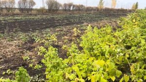 Малина Светлячок 6 октября.