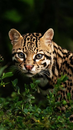 Оцелот: дикий кот в дизайнерской шубе