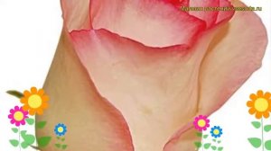 Роза чайно-гибридная Белла Вита. Краткий обзор, описан