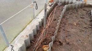 Открытие винограда весной в теплице. Все манипуляции ?