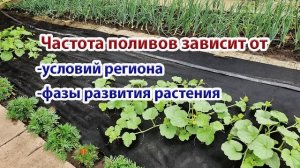 Дыня.Агротехника в открытом грунте.Особенности форми?