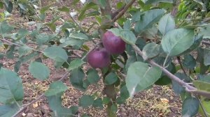 Яблоня ЖЕРОМИН (ДЖЕРОМИН) / Эффектный вид и отличный вк