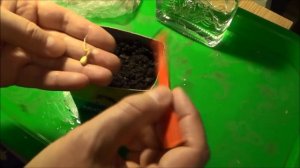 Черешня из косточки. Как вырастить черешню из косточк?