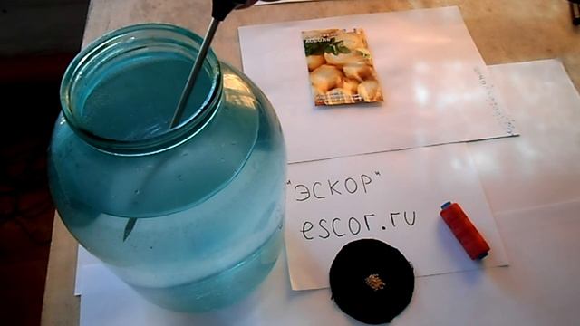 Картофель из семян №1  Прогрев и замачивание семян