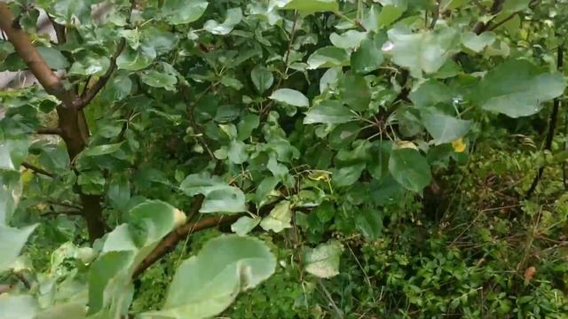 Самые красивые и вкусные яблоки в Волгоградской облас смотреть онлайн