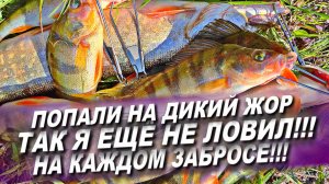 ПОПАЛИ НА НАСТОЯЩИЙ ЖОР! РЫБА КЛЮЁТ НА КАЖДОМ ЗАБРОСЕ! РЫБАЛКА НА СПИННИНГ В СЕНТЯБРЕ!