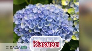 характеристика и описание сорта гортензии Мэджикал Р?