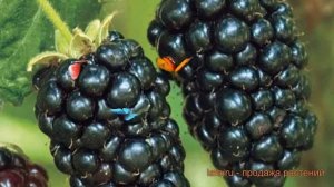 Ежевика обыкновенная Прайм Арк Фридом 🌿 обзор: как са