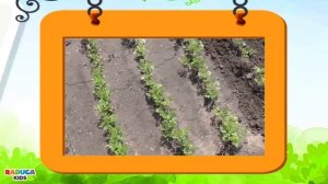 Овощи ДЛЯ ДЕТЕЙ. Учим названия ОВОЩЕЙ и где они РАСТУТ.