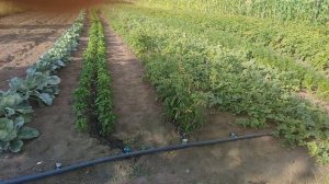 Обзор капельного полива, какой насос, площадь полива, ?