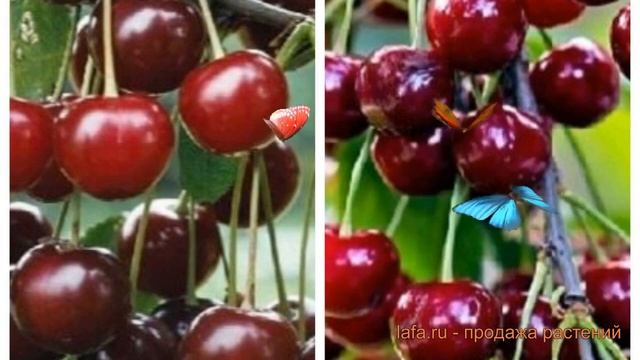 Вишня плодовая Метеор-Тургеневка 🌿 обзор: как сажать, смотреть онлайн