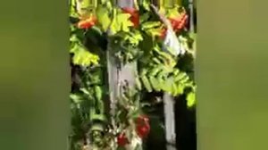 МАРИНА ЦВЕТАЕВА."КРАСНОЮ КИСТЬЮ..."