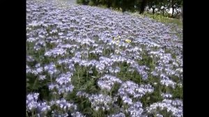 Видеогид  Фацелия   что это такое  Часть III  Июль 2020