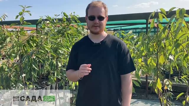 Черешня Ипуть описание и характеристика сорта