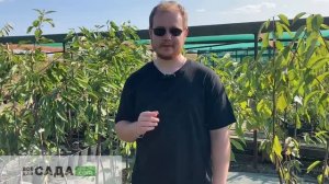 Черешня Ипуть описание и характеристика сорта