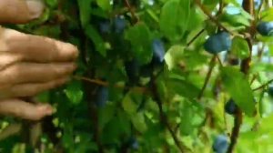 Жимолость. Обзор сорта,Бореал Бьюти