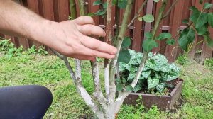 Прививка колоновидной яблони в начале лета. Часть 1.