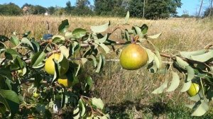 Груша Сокровище чи Вікторія? / Найбільші груші в саду н