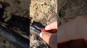 Полив голубики. Учитесь на чужих ошибках...