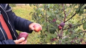 Яблоня сорт Имант