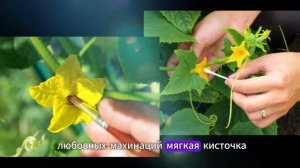 😱🥒  ПОЧЕМУ ВАШИ ОГУРЦЫ НЕ ПЛОДОНОСЯТ? Ошибка 90% огоро