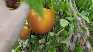 Урожайные крупноплодные томаты Сорт "Медовый сахарны?