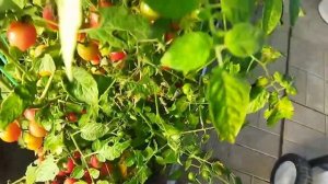 Томат Карамелька от Семена Алтая