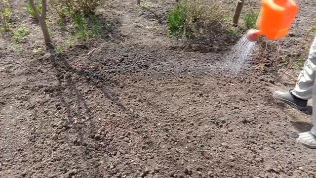 ВЫРАЩИВАЕМ УКРОП ПРАВИЛЬНО. ПОСЕВ УКРОПА 🌿🌿🌿 2 сери