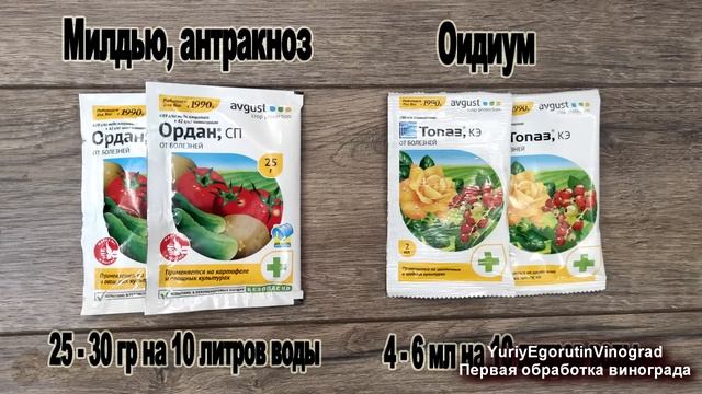 🍇 Чтобы виноград был ЗДОРОВЫМ! Первая ОБРАБОТКА от БО