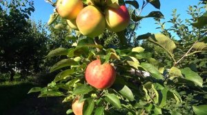 Яблоня ТАЛИСМАН - имунный к парше сорт