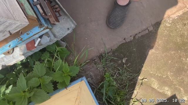 С какого улья начнем качать майский мёд смотреть онлайн
