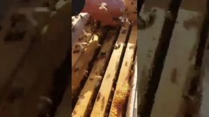 Пчелопакеты из Узбекистана