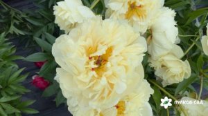 Seidl's Super peony. Сейдл'с Супер пион. Пулков сад (2025 г.)