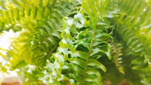 Папоротник. Освещение, температура, полив, почва, пере?