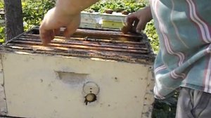 двухкорпусное содержание пчел с магазинами ( часть 2 )