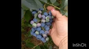 Ведьмина метла!!! Инфекционное грибковое заболевание