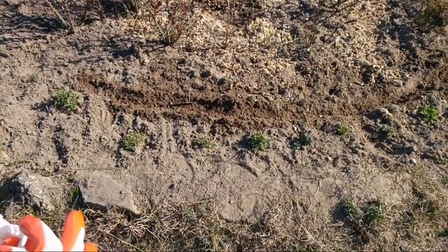 Сажаем болгарский и стрючковый перец смотреть онлайн