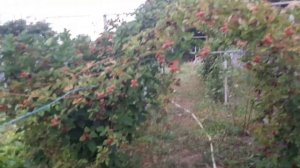 Ежевичный клещ: признаки и как бороться.