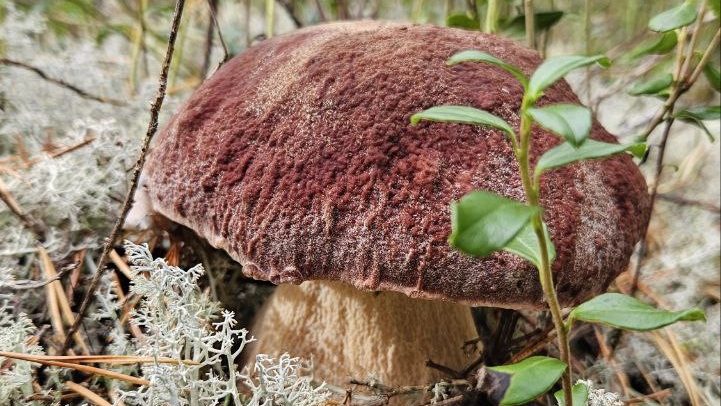 Осенние грибочки 🍄🟫 🍄🟫 🍄🟫 смотреть онлайн