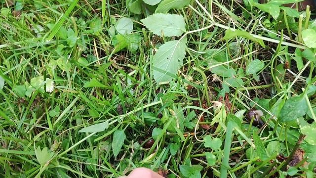 Дачный сезон #183 клумба) смотреть онлайн