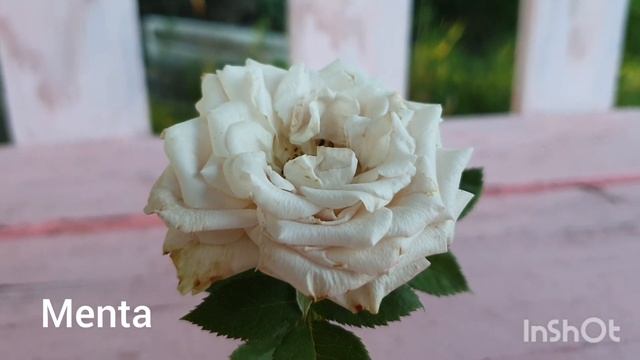 Сравнение роз: Mokarosa, Marrakech, Amnesia, Menta