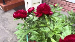 Пион сорта «Ред Чарм (Red Charm) - лучший из лучших!