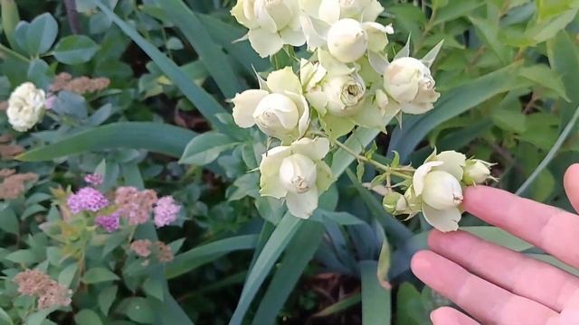 Лавлі Грін троянда Lovely green rose смотреть онлайн